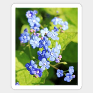 Forget-me-not flower Sticker